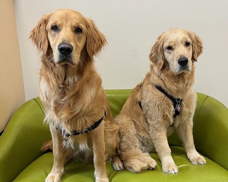 Goldens Elio and Luca sitting on a green couch