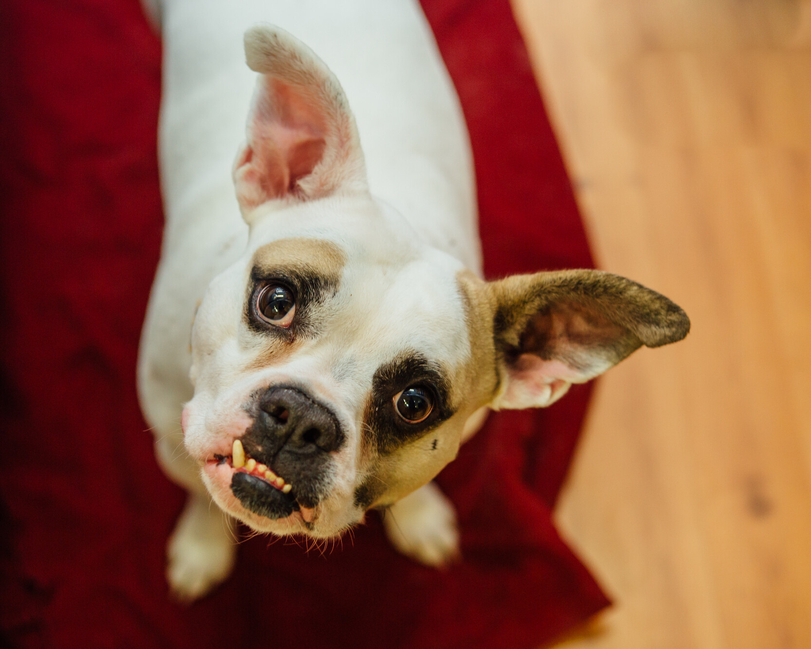 Small Brown & White Dog Looking Upwards