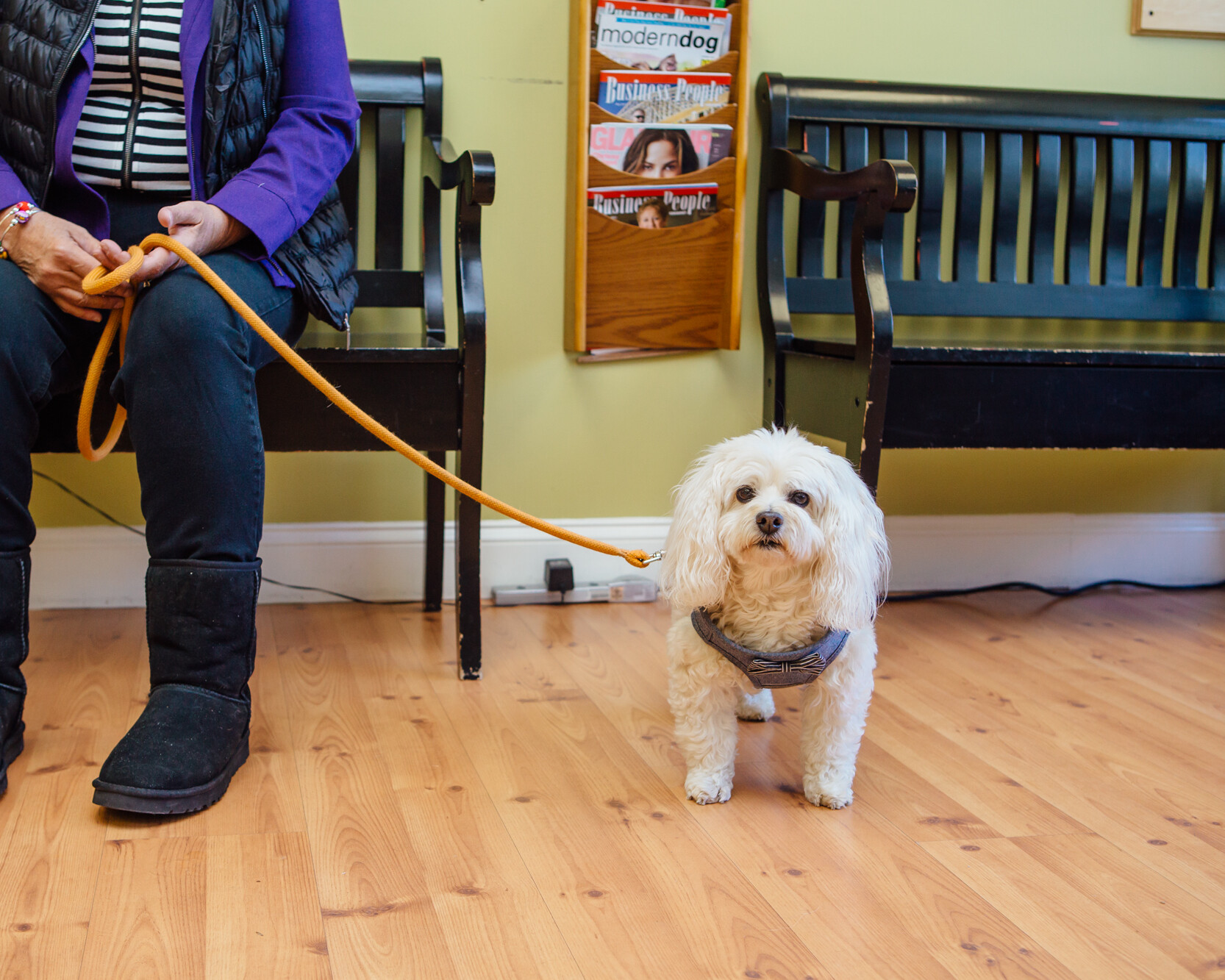 Small White Dog on an Orange Leash Standing in the Qi Veterinary Clinic Lobby 