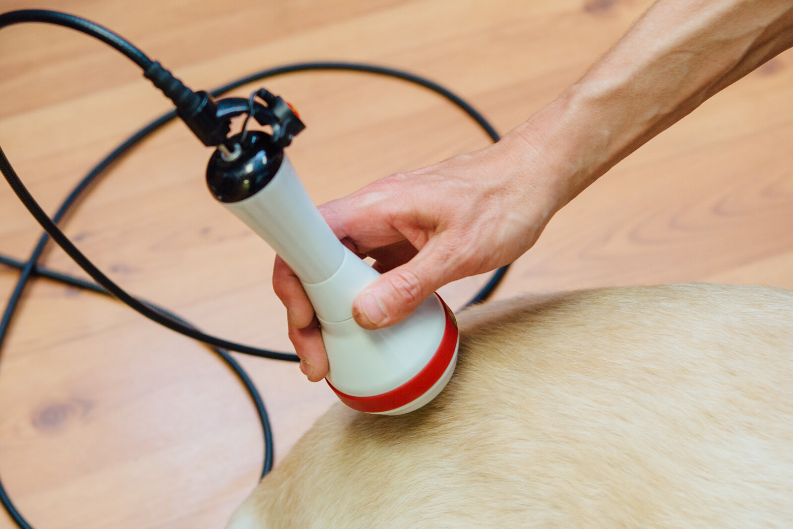 Close Up of the LASER therapy Wand Being Used on a Dog Hindquarters