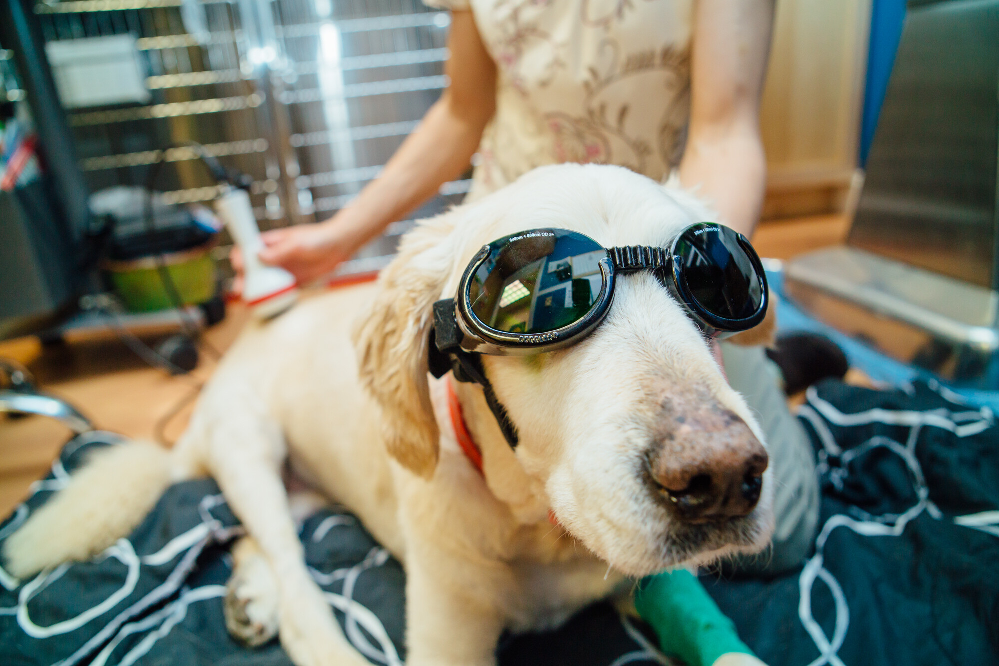 Dog in Black googles Receiving Laser Therapy Treatment
