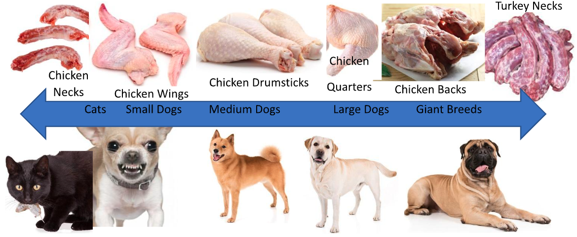 Illustration depicting recommended raw bones for cat and different sized dogs