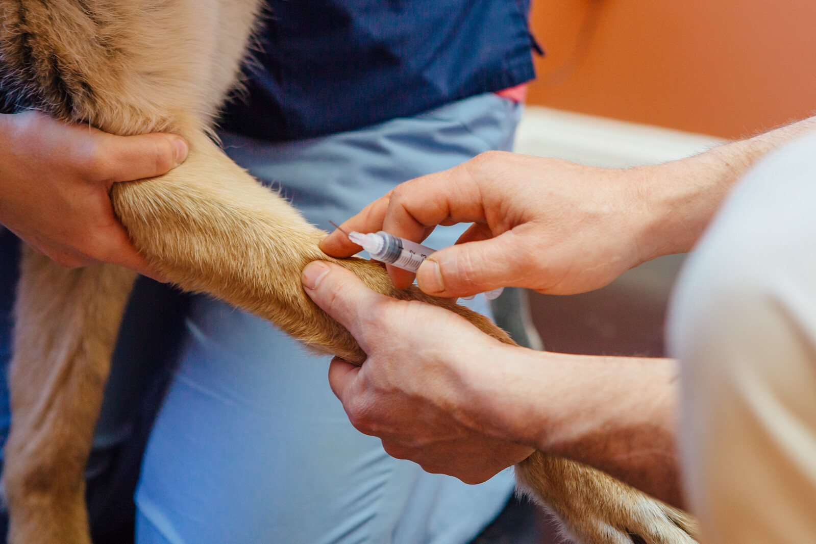 Dr. Nate Preparing a Dog's Front Leg for an Injection
