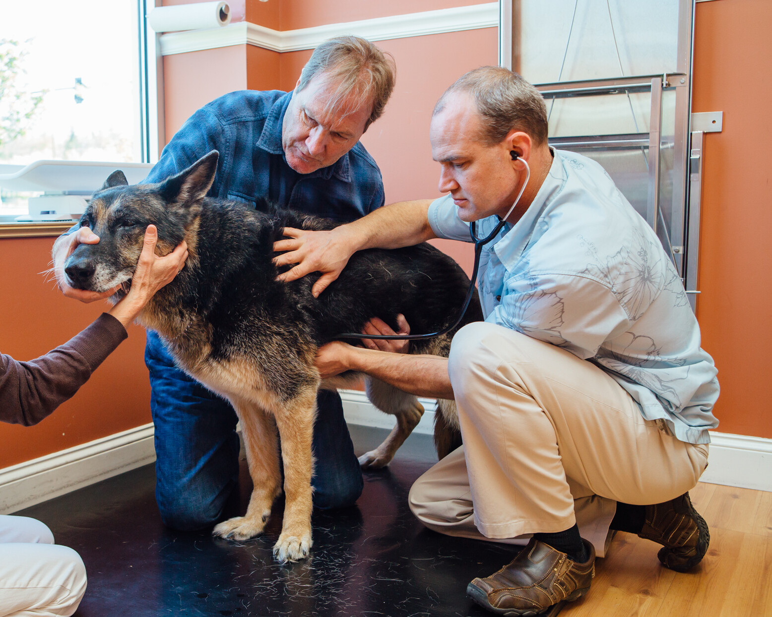 Dr Nate Using a Stethoscope to Listen to a Dog's Heart