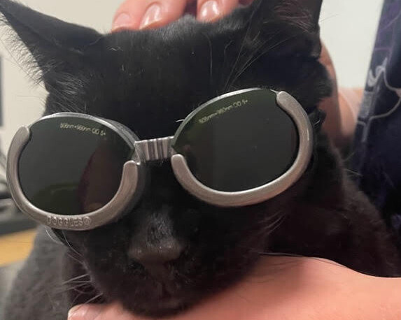Black cat wearing protective black goggles