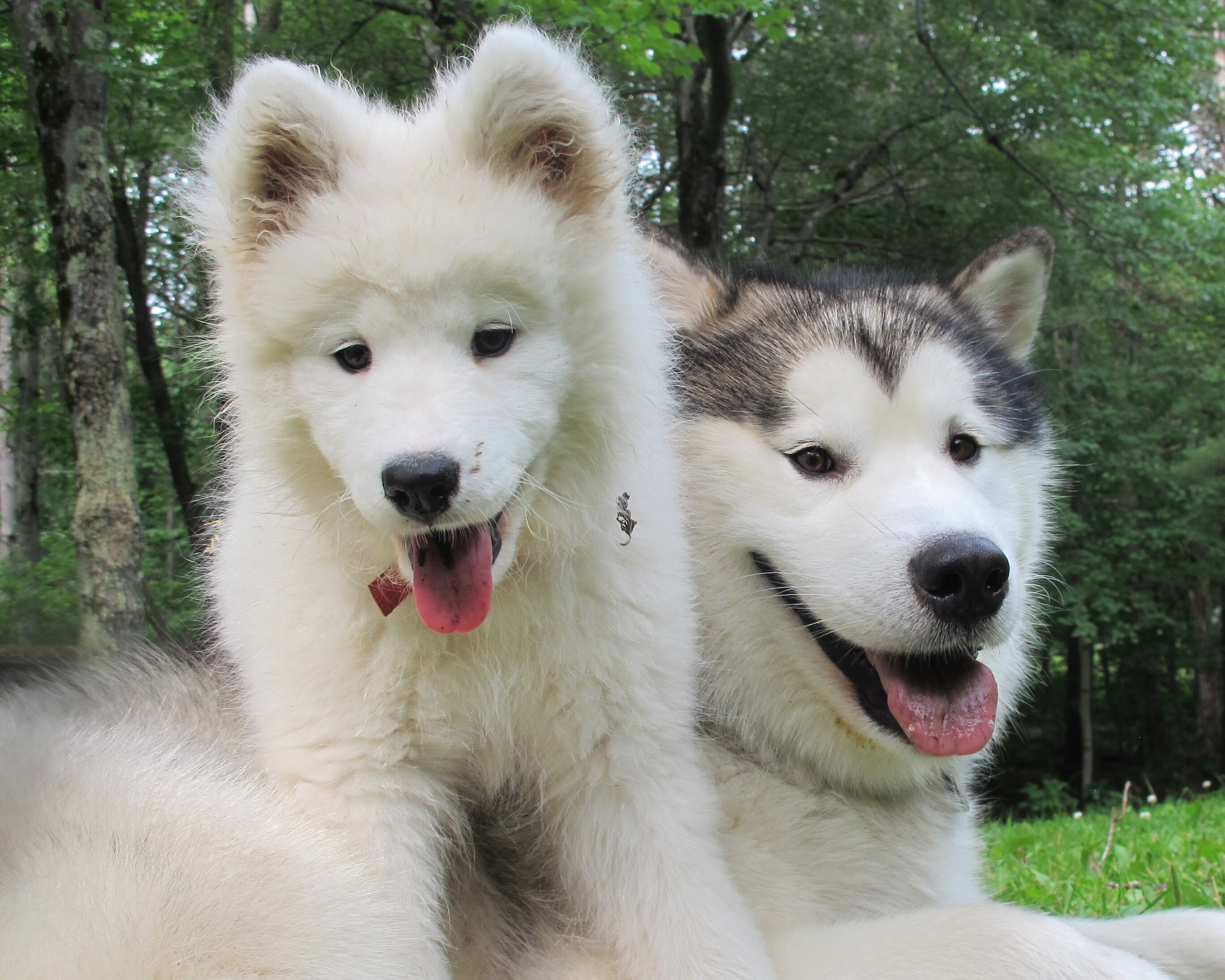 Two huskies sitting together