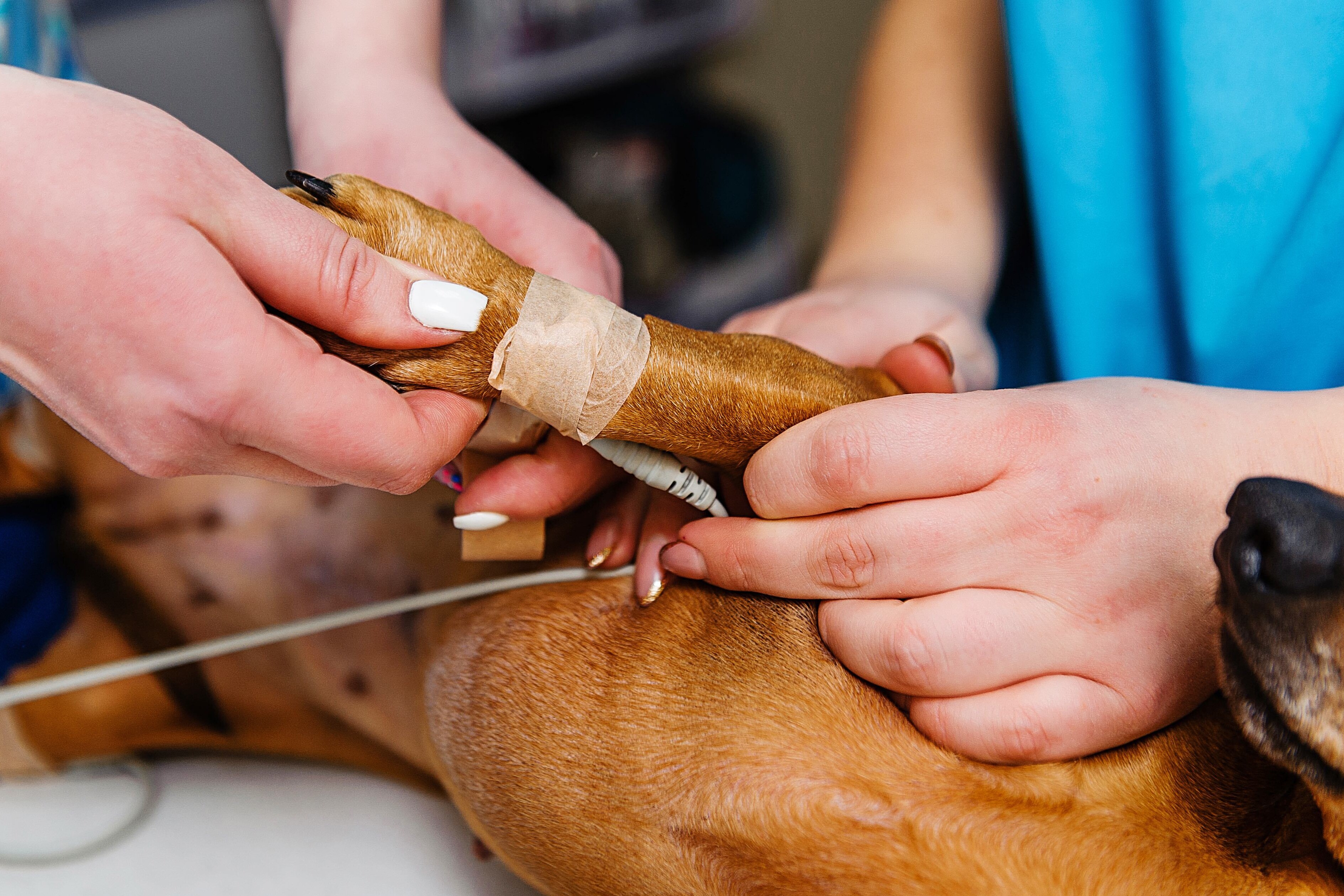 Vet Tech Hands Holding a Dog’s Taped Leg to Stabilize the Ultrasound Cord