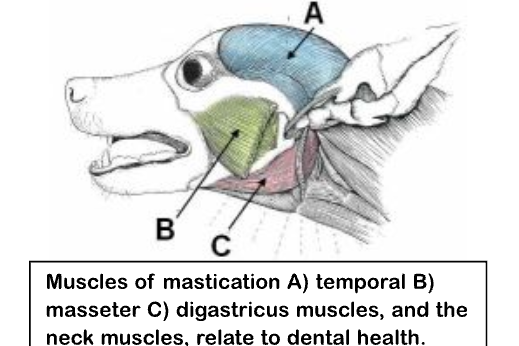 Diagram of Canine Muscles of Mastication