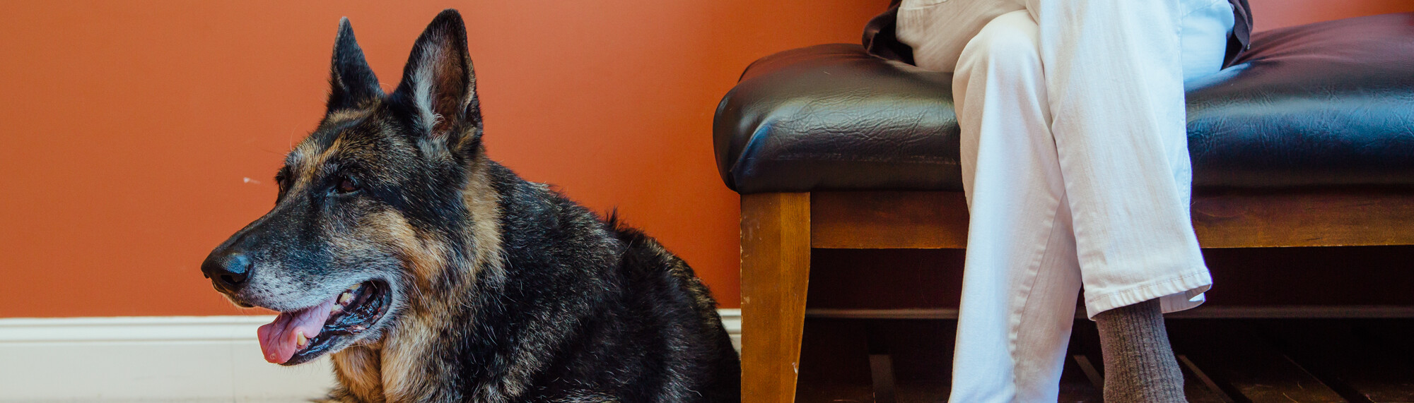 German Shepherd Lying on the Floor Next to its Owner at Qi Veterinary Clinic