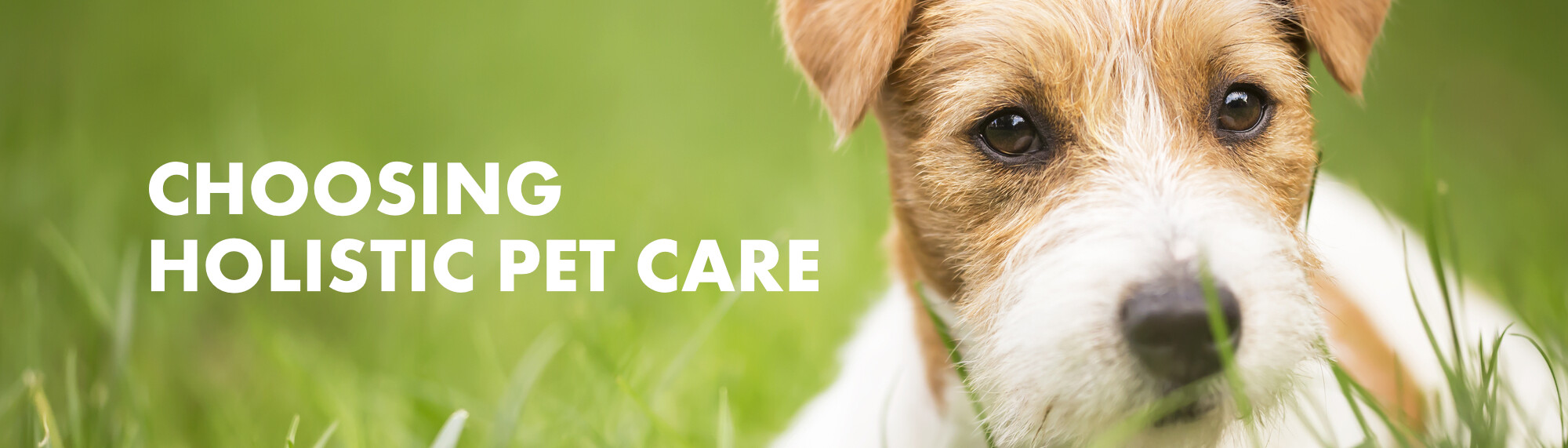 Choosing Holistic Pet Care