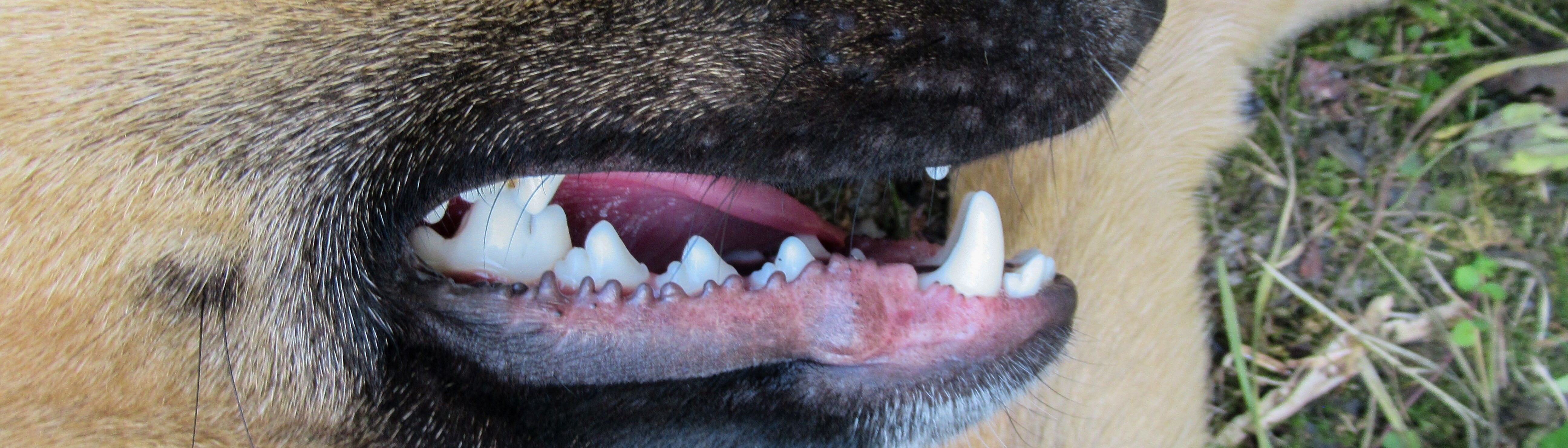 Close up of a Dogs White Teeth