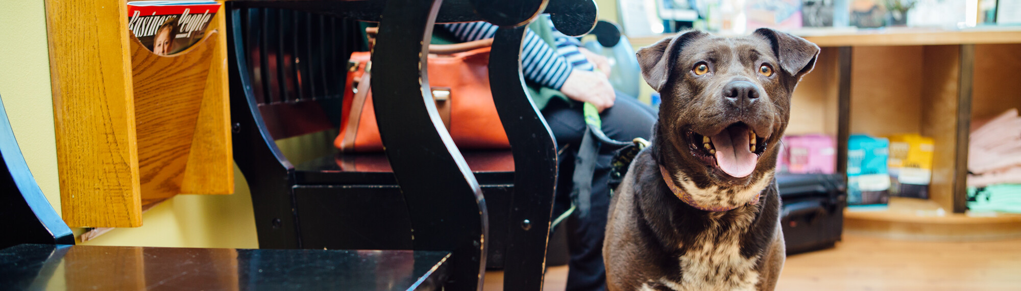 Happy Brown Staffordshire Bull Terrier in Clinic Lobby